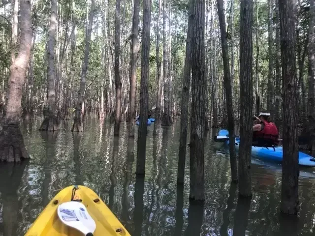 Isla Damas Mangrove Kayak Tour