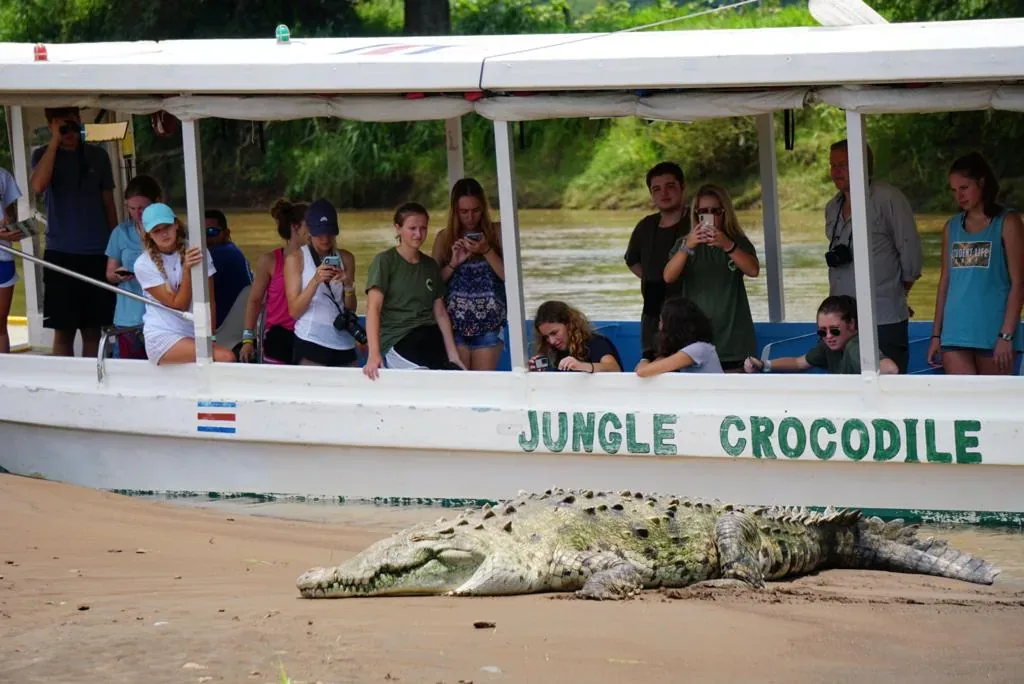 Jungle Crocodile Safari