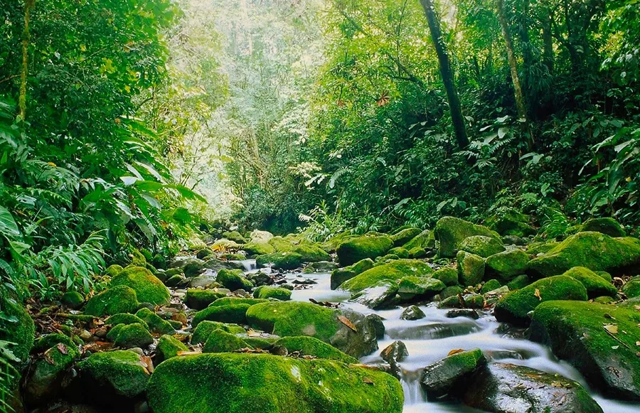Monteverde Cloud Forest hanging bridge, Costa Rica