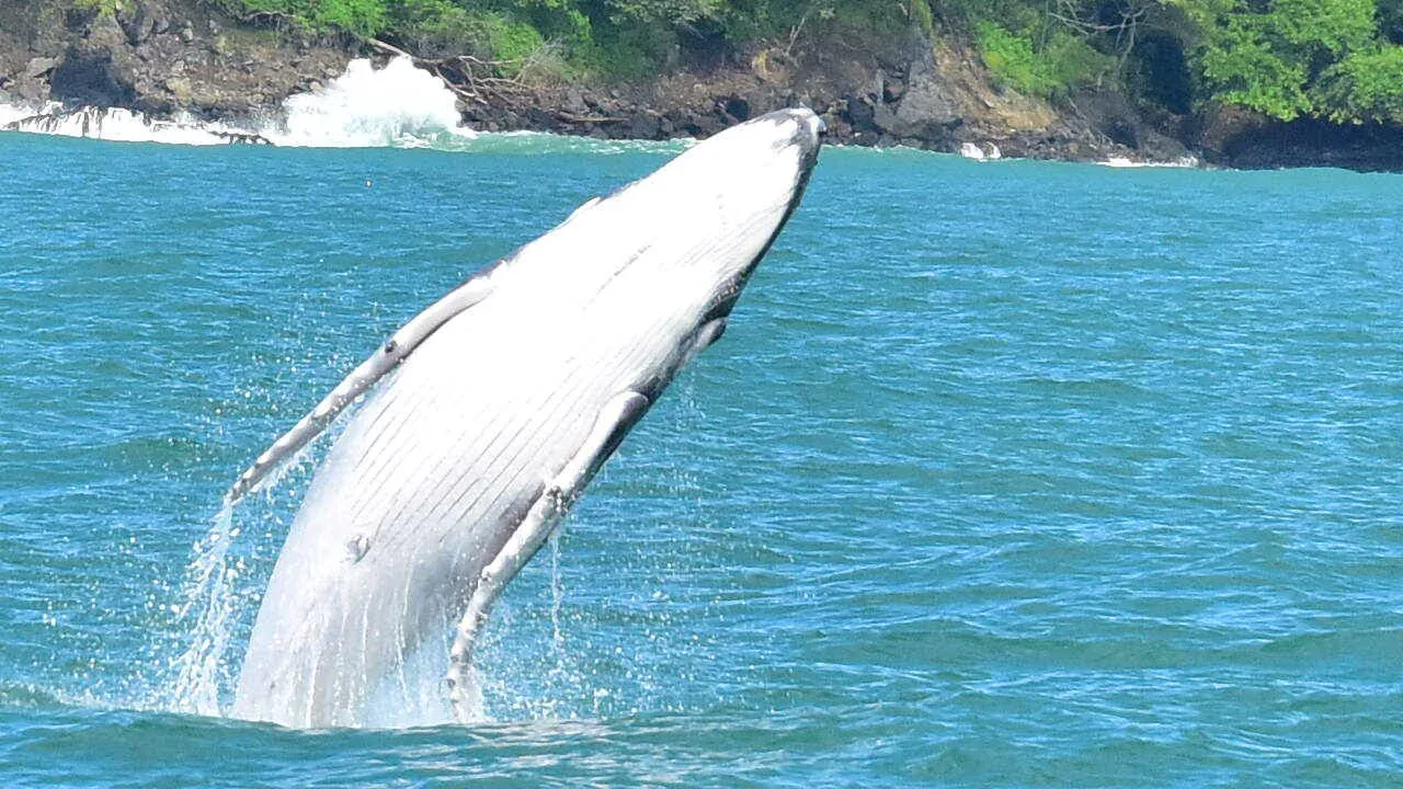 Whale Watching